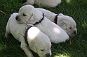 IMG_1374 * 480 x 320 * (44KB)