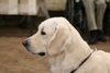 Hoofdstudie Phoebe