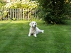 Phoebe lekker in de tuin
