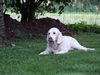 Phoebe in de tuin